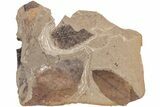 Fossil Leaf (Ulmus & Fagus) Plate - McAbee Fossil Beds, BC #213207-1